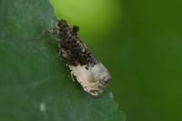 Hedya nubiferana