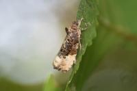 Hedya nubiferana