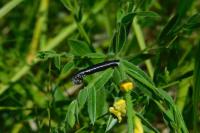 Coleophora vibicella