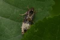 Hedya nubiferana
