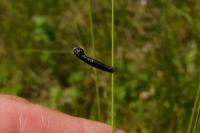 Coleophora vibicella