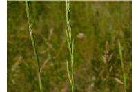 Coleophora vibicella