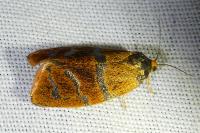 Ptycholoma lecheana