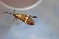 Nemophora degeerella