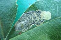 Leucoptera laburnella