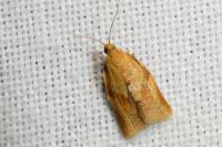 Clepsis consimilana