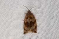 Archips crataegana