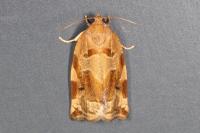 Archips xylosteana