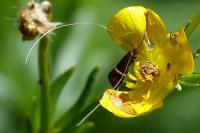 Adela australis