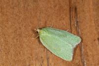 Tortrix viridana