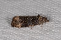Endothenia