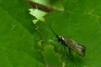 Adela reaumurella