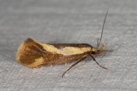 Harpella forficella