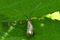 Adela reaumurella