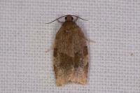 Choristoneura hebenstreitella