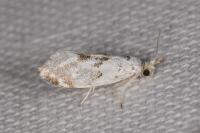 Niphonympha dealbatella