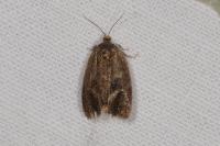 Ptycholoma lecheana