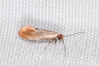 Tinea semifulvella