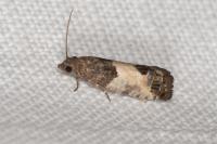 Spilonota ocellana