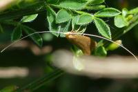 Nematopogon