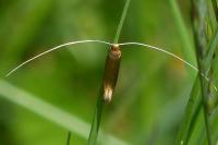 Nematopogon