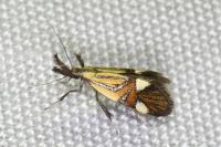 Alabonia geoffrella