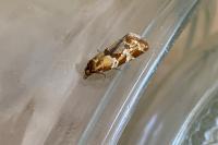 Aethes hartmanniana/piercei