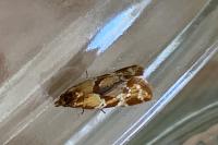Aethes hartmanniana/piercei