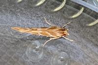 Pyroderces argyrogrammos