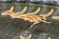 Pyroderces argyrogrammos