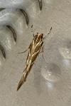 Pyroderces argyrogrammos