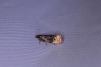 Hedya ochroleucana