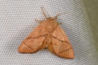 Apoda limacodes