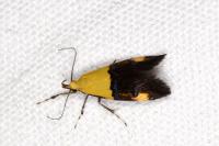 Oecophora bractella