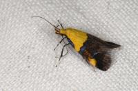 Oecophora bractella