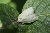 Tortrix viridana