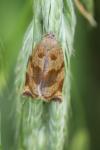 Archips crataegana