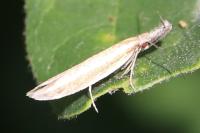 Pleurota aristella