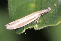 Pleurota aristella