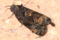 Pristerognatha penthinana