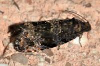 Pristerognatha penthinana
