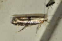 Argyresthia spinosella