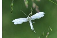 Pterophorus pentadactylus
