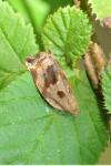 Archips crataegana