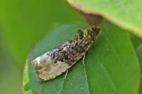 Hedya nubiferana