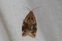 Archips xylosteana