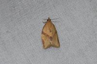 Clepsis consimilana
