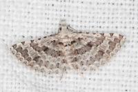 Alucita palodactyla