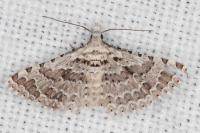 Alucita palodactyla