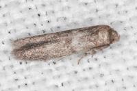 Blastobasis